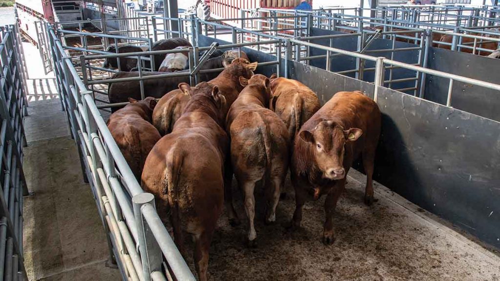 hacienda-destino-feedlot-02